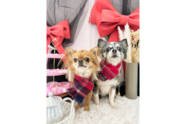 Dog Style Growth_2