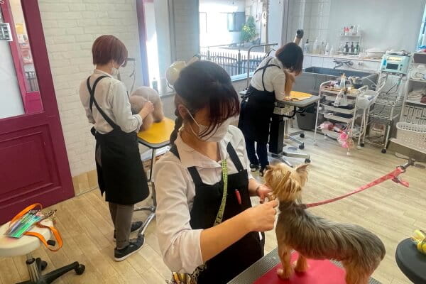 Dog Salon & Spa Furufuru_2