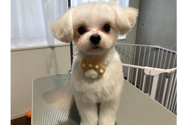 Dog Salon KiKi_1