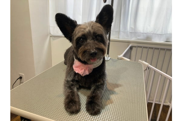 Dog Salon KiKi_2