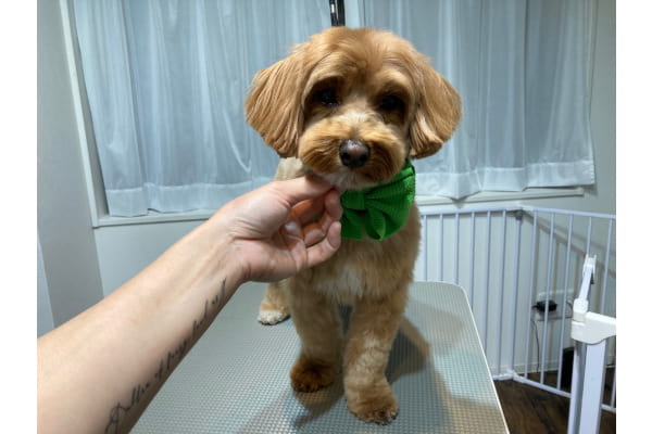 Dog Salon KiKi_3