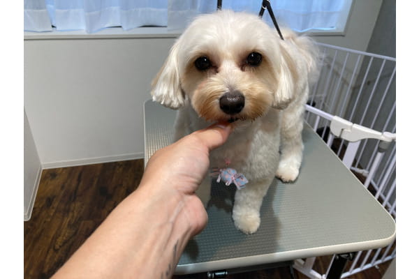 Dog Salon KiKi_4