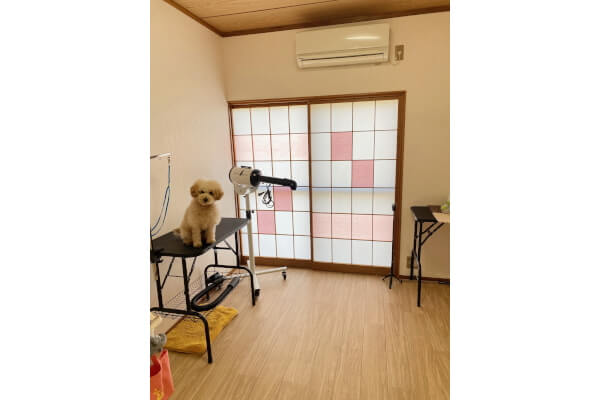 animal salon niko_2