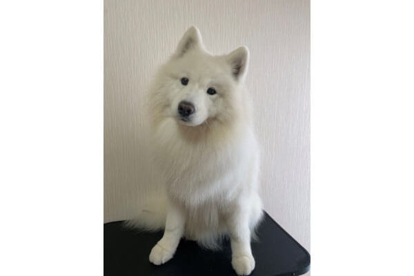 animal salon niko_3