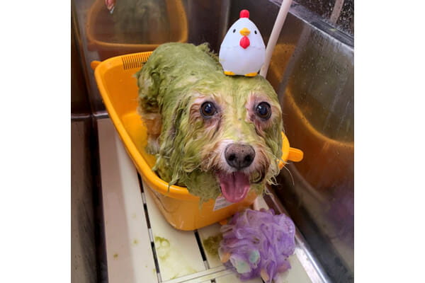 Dog Salon BOB 三国店_4