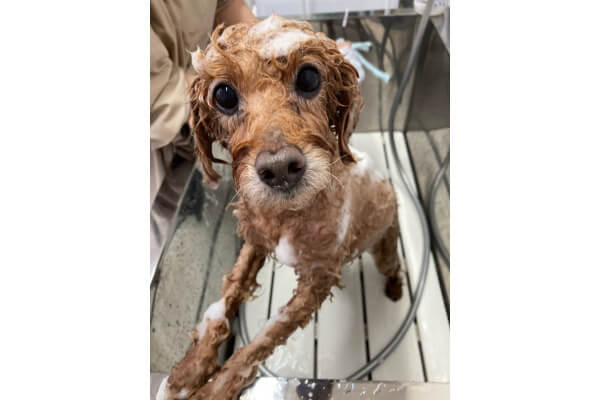 DogSalonTree_4