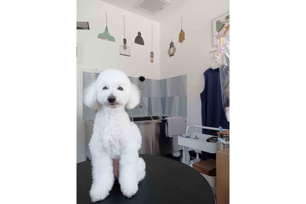 DOGSALON Lamp_2