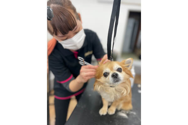 dog salon&hotel moco 藤沢店_2