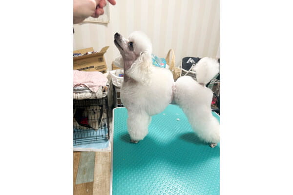カットハウス DOG★STAR