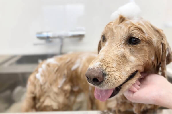 Dog Salon Cherir_4