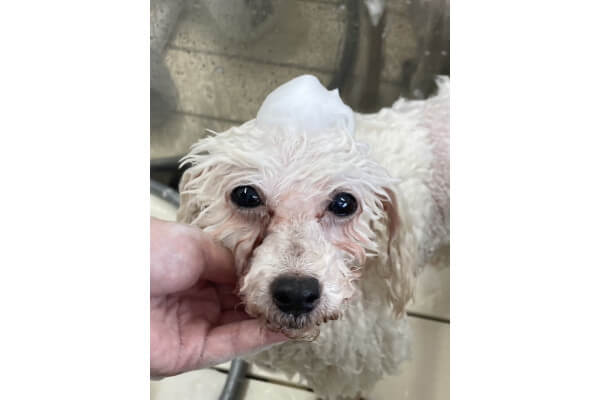 Dog Salon Cherir_3
