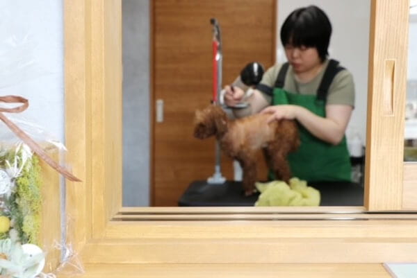 Grooming Lab.Yori_4