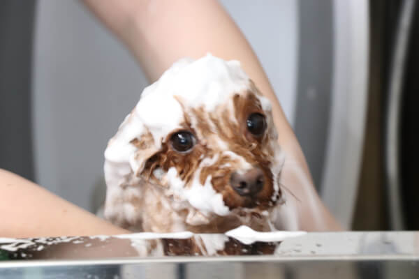 Grooming Lab.Yori_3