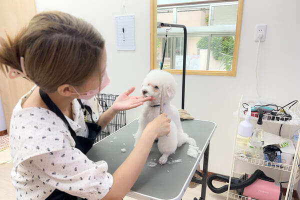 Dog-Salon My Sugar_3