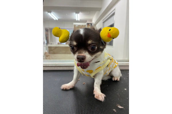 CHERIWANGE【光マイクロバブル導入!】