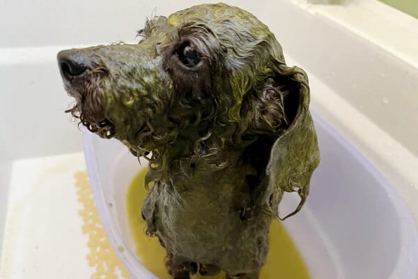 Dog Spice_3