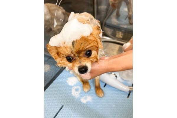 犬の美容室 WIZDOG_3