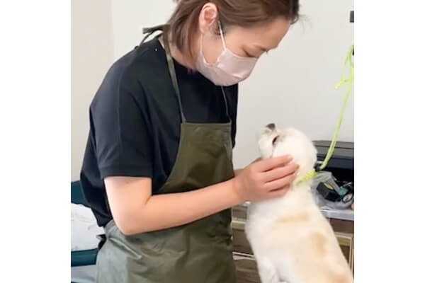 Dog salon gyutte_3