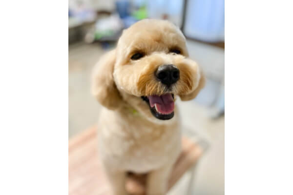 Dog salon gyutte_4