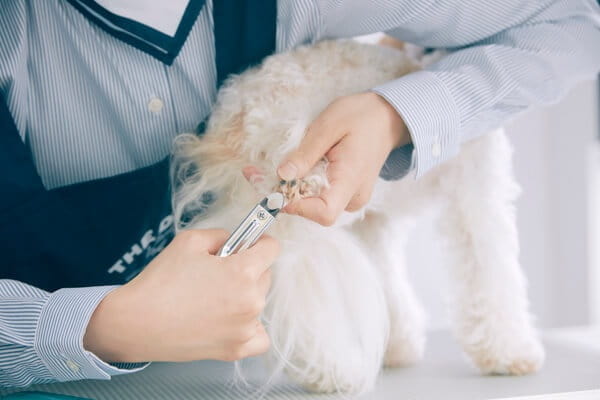 THE DOG Salon Trimming Wagon 京都本店_3