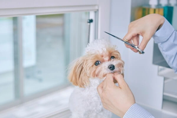 THE DOG Salon Trimming Wagon 京都本店_2