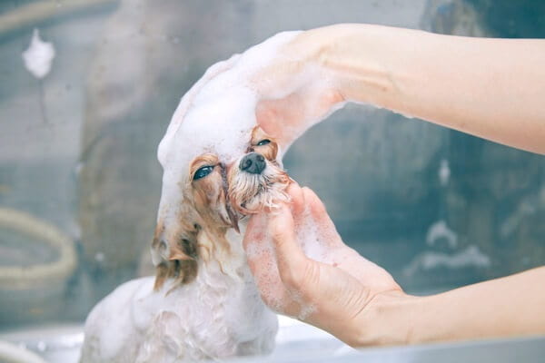 THE DOG Salon Trimming Wagon 京都本店_4