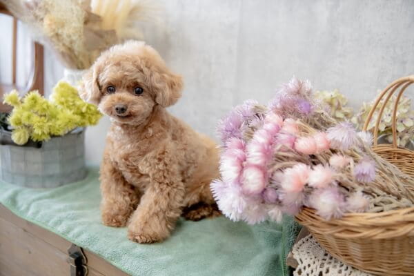 dog salon KIKKA 高槻店