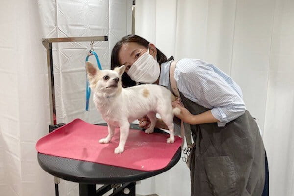 Dog salon Merci