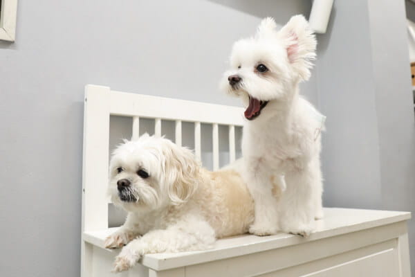 FINE PETS_4