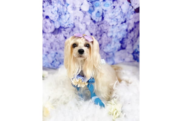 犬の総合施設 BLISS total dog salon 大阪福島本店_3