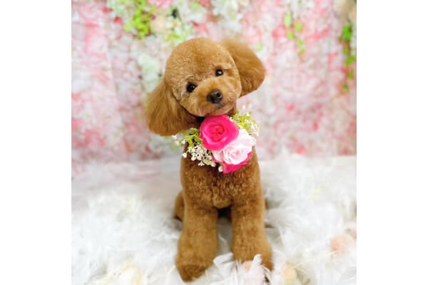 犬の総合施設 BLISS total dog salon 大阪福島本店_2