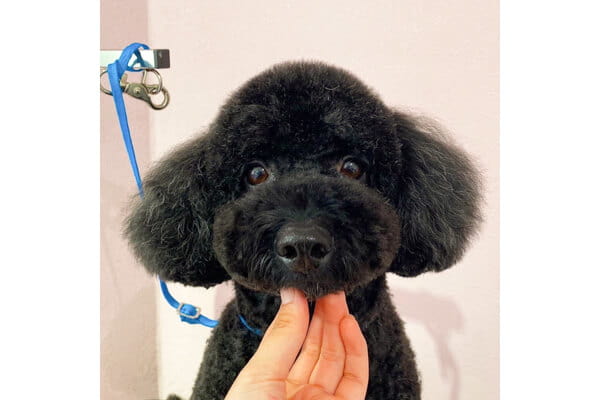 犬の総合施設 BLISS total dog salon 大阪福島本店_4
