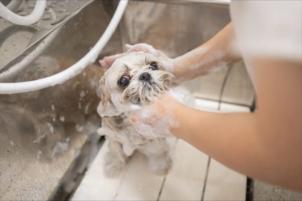 pet salon Milk