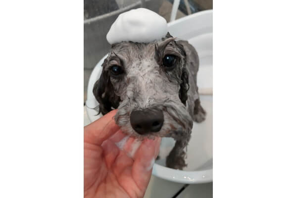 DOG SALON Hanaemi_4
