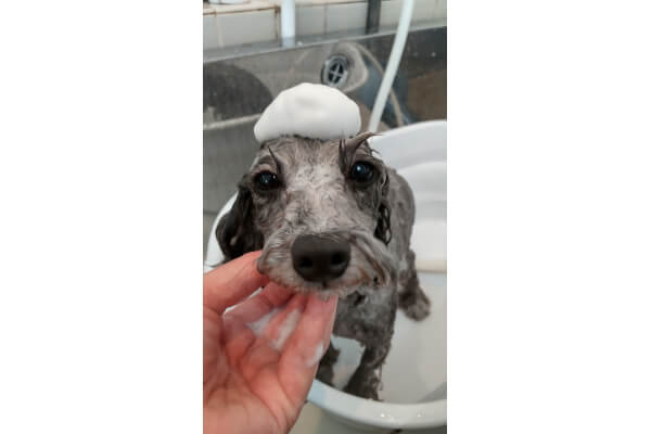 DOG SALON Hanaemi_3