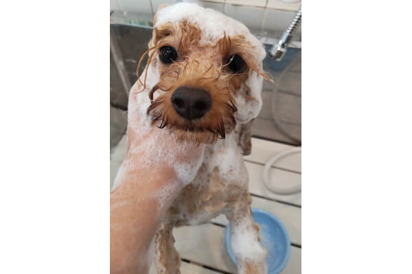 DOG SALON Hanaemi_2