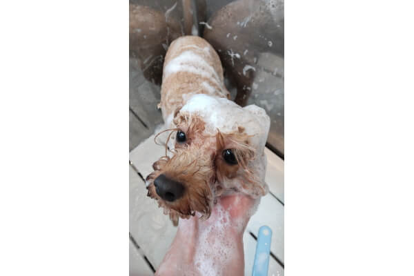 DOG SALON Hanaemi_1