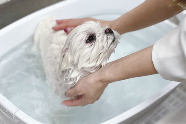 Dog Salon わん_4