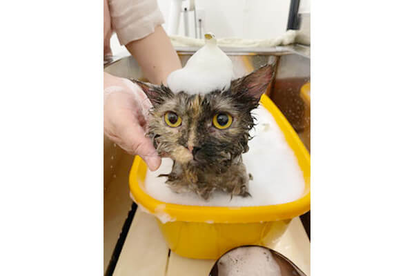 ねこのシャンプーサロン ネロ_4
