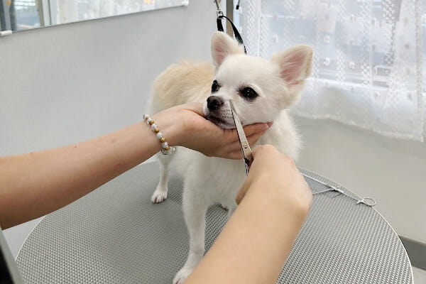 Dog salon KOTETSU_2