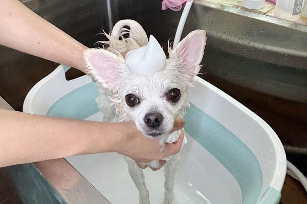 Dog salon KOTETSU_1