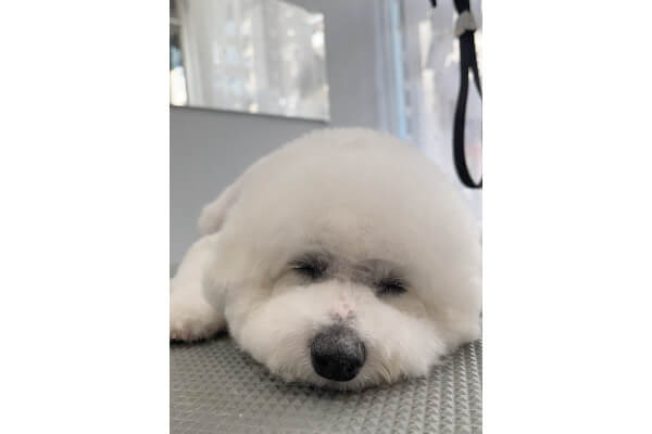 Dog salon KOTETSU_3