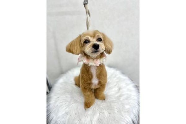 Dog Salon NT_1