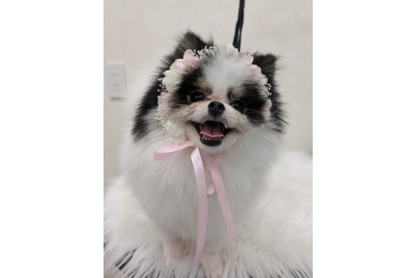 Dog Salon NT