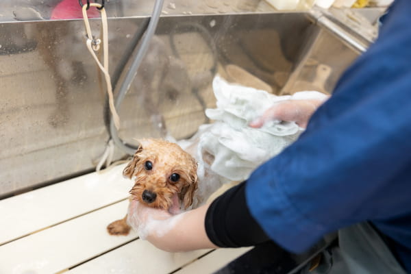 Dog Salon NT_4