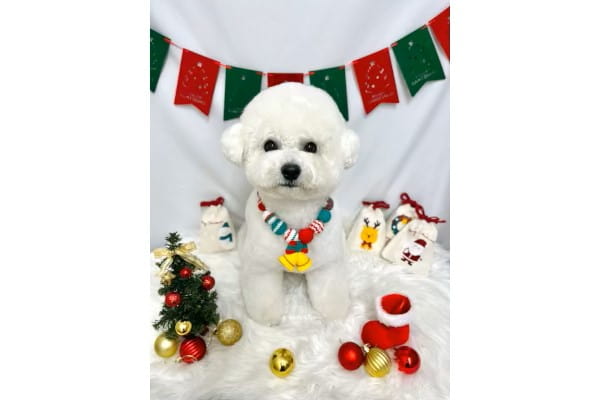 Dog Salon NT_3