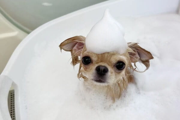 DOGdesign reMore＋_2