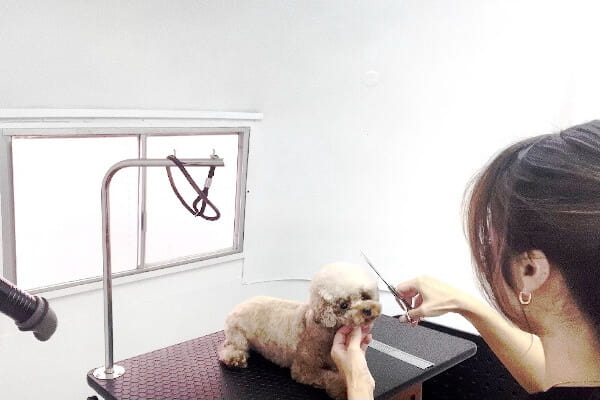 DOGdesign reMore＋_3