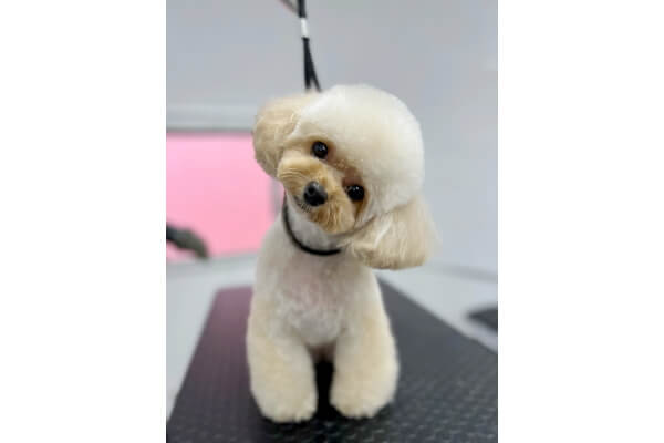 DOGdesign reMore＋_4