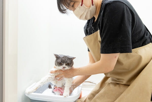 キャットサロン アイル【猫専門出張サロン】_2
